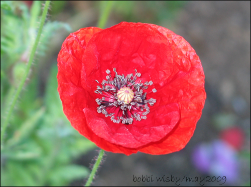 poppy.jpg
